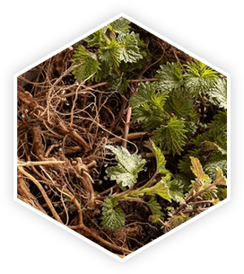 Nettle plant