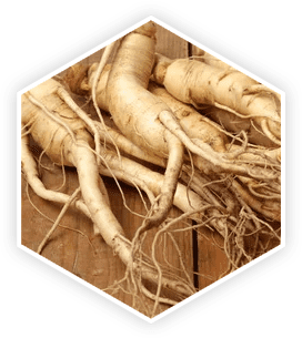 Panax Ginseng root