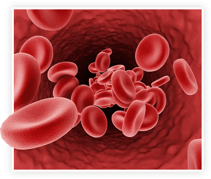 Healthy blood flow — red blood cells